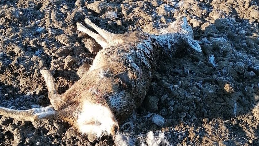 Smečka německých ovčáků v Táboře utekla majitelce. V poli u paneláků zadávili srnu